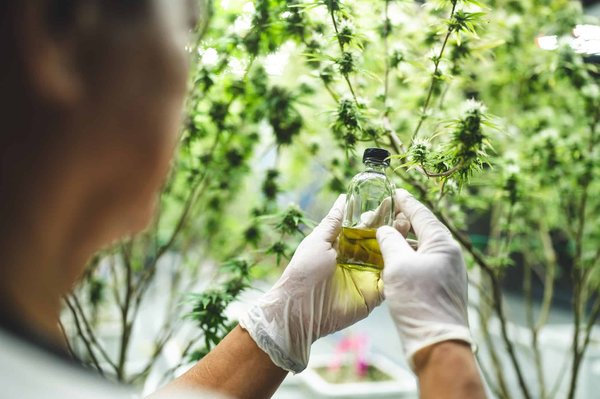 Quelles précautions prendre en présence de produits à base de cannabis chez soi ?